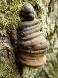 Ganoderma adspersum image