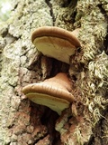 Ganoderma adspersum image