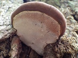 Ganoderma adspersum image