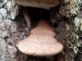 Ganoderma adspersum image