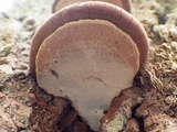 Ganoderma adspersum image