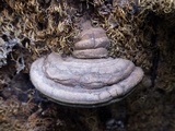 Ganoderma adspersum image