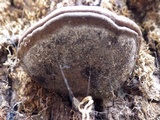 Ganoderma adspersum image