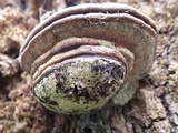 Ganoderma adspersum image
