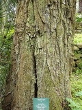 Ganoderma adspersum image