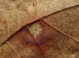 Tubakia nyssae image
