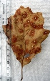 Tubakia nyssae image