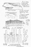 Hyphoderma roseocremeum image