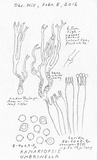 Clavulinopsis umbrinella image