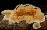Stereum ochraceoflavum image