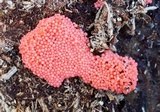 Arcyria ferruginea image