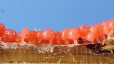 Arcyria ferruginea image