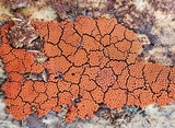 Arcyria ferruginea image