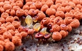 Arcyria ferruginea image