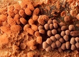 Arcyria ferruginea image