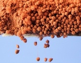 Arcyria ferruginea image