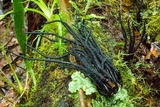 Xylobotryum portentosum image
