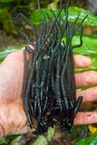 Xylobotryum portentosum image