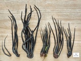 Xylobotryum portentosum image
