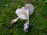 Tricholoma inamoenum image