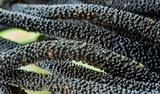 Xylobotryum portentosum image