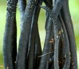 Xylobotryum portentosum image