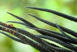 Xylobotryum portentosum image