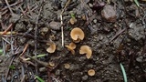 Geopyxis carbonaria image