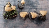 Geopyxis carbonaria image