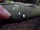 Mycena adscendens image