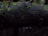 Mycena adscendens image