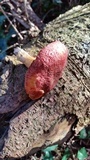Tricholomopsis rutilans image