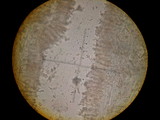 Tricholoma inamoenum image