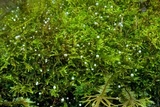 Jola javensis image