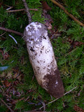 Catathelasma ventricosum image