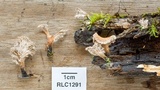 Xylaria cubensis image
