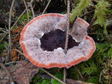 Hydnellum peckii image