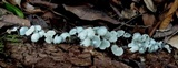 Clitocybula azurea image