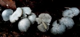 Clitocybula azurea image