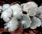 Clitocybula azurea image