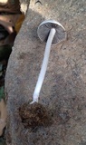 Panaeolus antillarum image