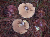 Suillus pseudobrevipes image