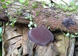 Auricularia fuscosuccinea image