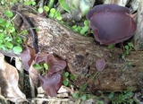 Auricularia fuscosuccinea image