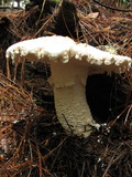 Amanita smithiana image