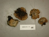 Coltricia perennis image