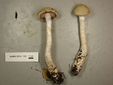 Cortinarius anomalus image