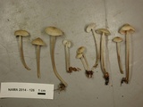 Mycena galericulata image