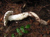 Amanita smithiana image