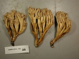 Ramaria testaceoflava image